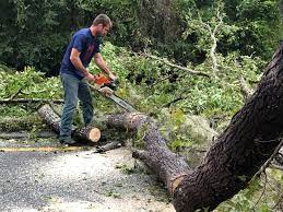 Best Lot and Land Clearing  in Middlebush, NJ