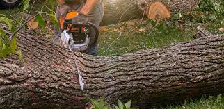 Best Tree Preservation Services  in Middlebush, NJ