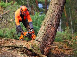 Best Palm Tree Trimming  in Middlebush, NJ