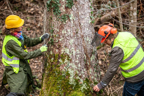 Best Tree Planting  in Middlebush, NJ