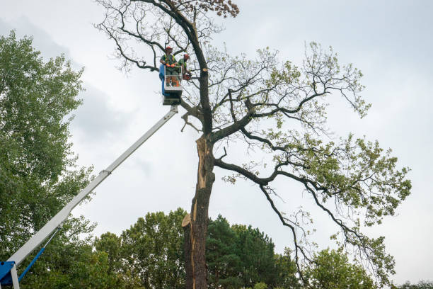 Best Weed Control  in Middlebush, NJ