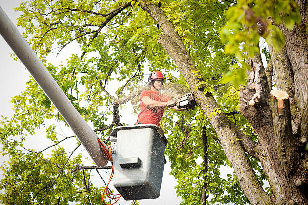 Middlebush, NJ Tree Services Company