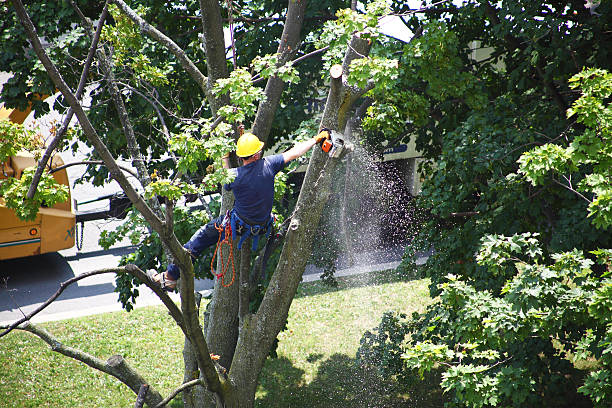 Best Sod Installation  in Middlebush, NJ