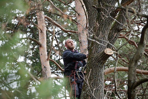 Best Fruit Tree Pruning  in Middlebush, NJ