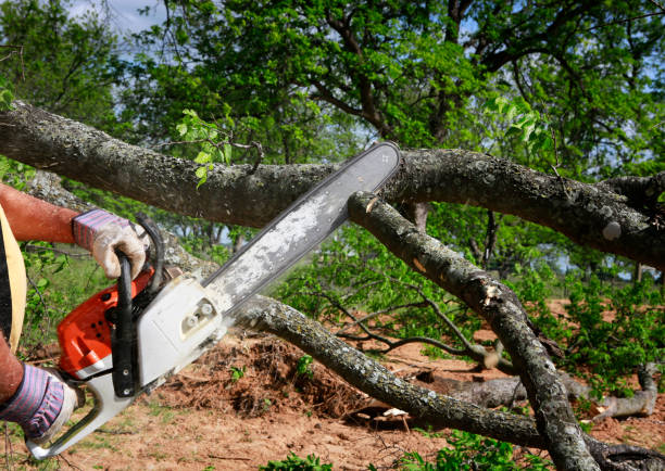 Best Tree Cabling and Bracing  in Middlebush, NJ